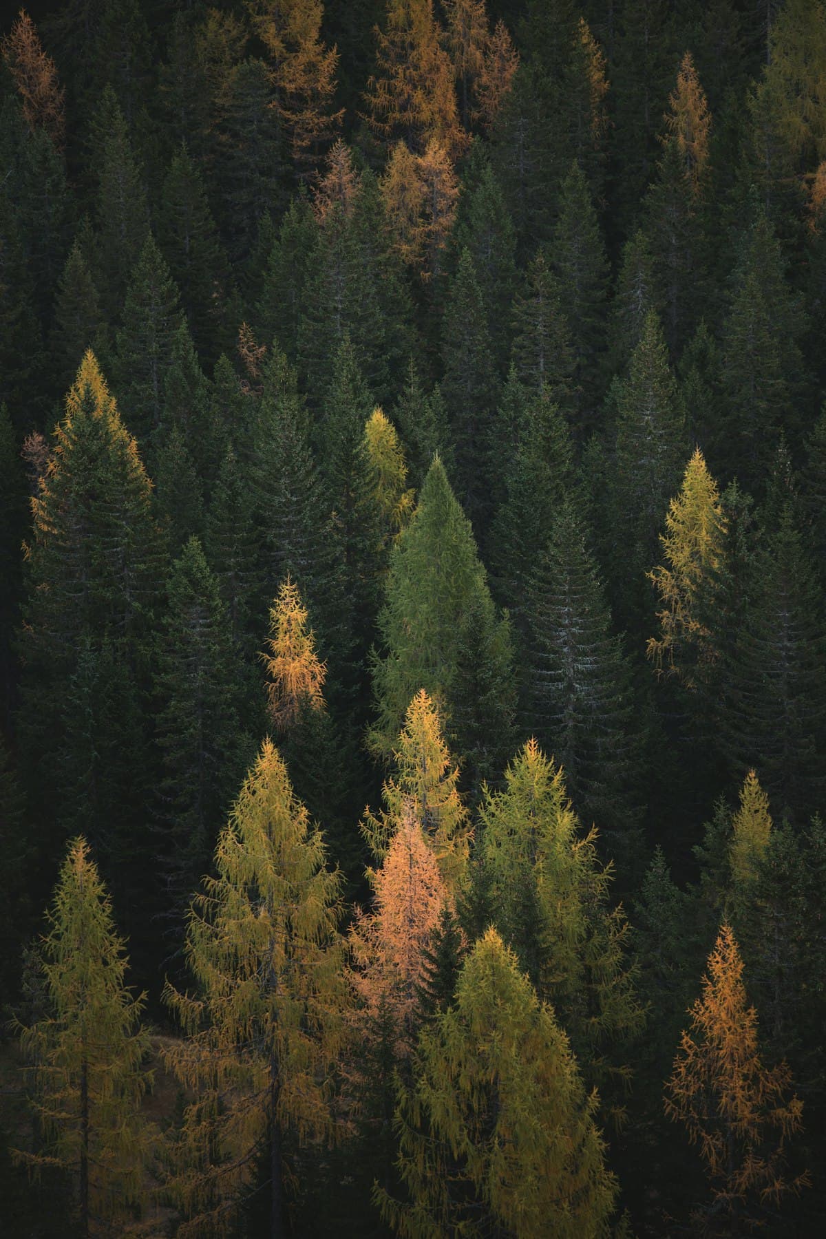 Gun Lake area in autumn