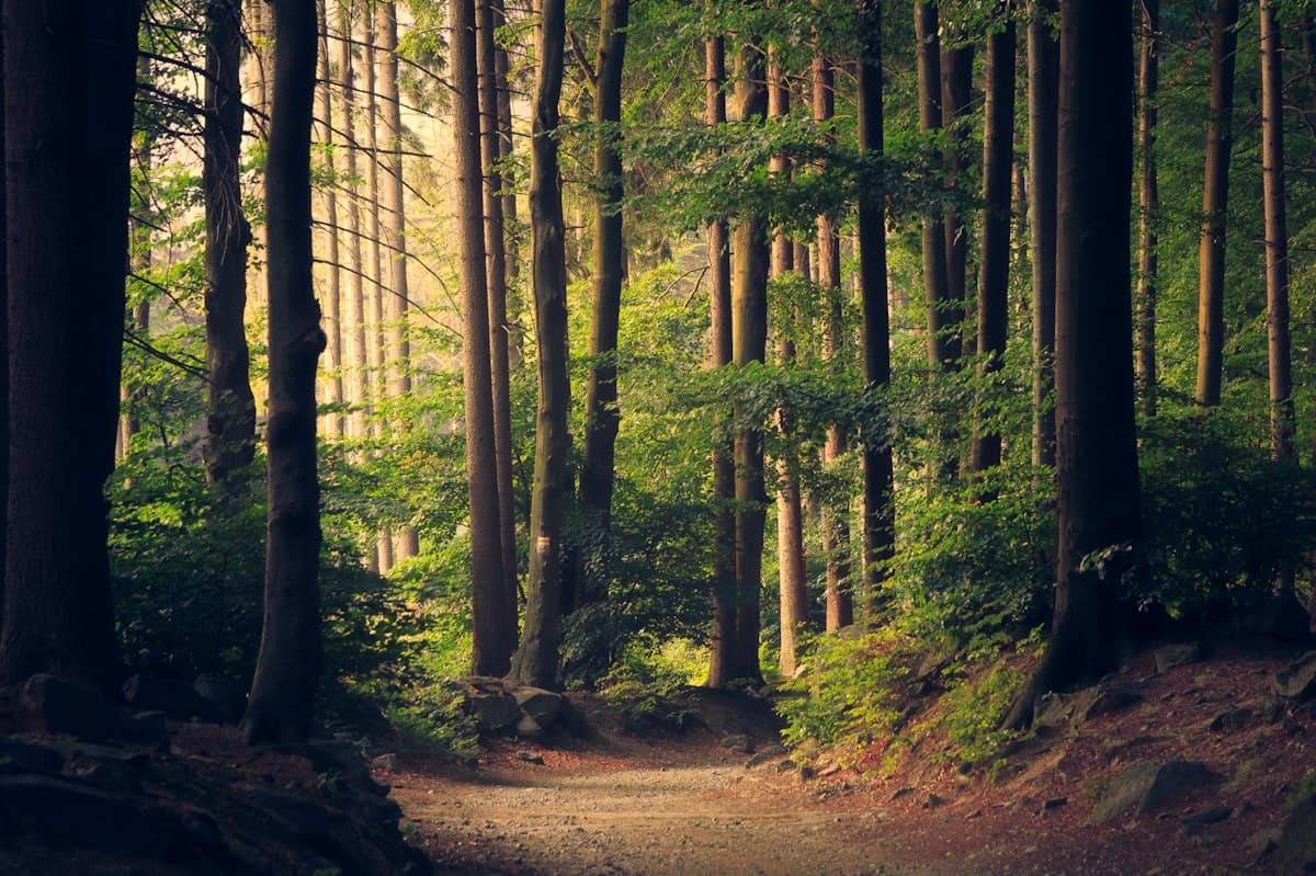 Hiking trail near Yankee Springs Recreation Area
